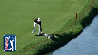 Cody Gribble's alligator encounter at Arnold Palmer Invitational