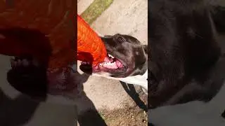 Мёртвая хватка ☠️ #pitbull #foryou #dog #life #pitbulldog #видео #питбуль #shorts #shortsvideo