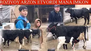 RÓZIVOY😱F💥YANGI P ONA BOLA SIGIRLARI NARXLAR XAMISHA ARZON ZÒRLARIDAN KELDI🔥🏃