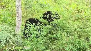 Omg two sloth bears 🐻 fighting in the bushes of Satpura jungle. What a rare event n sighting 👏🏻 