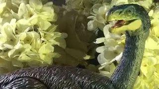 Therizinosaurus | Jurassic World Hammond Collection Stop Motion (Inspired By Dogasaurus Rex)