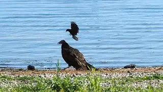 Red-winged Blackbird Loud Alarm Call While Protecting Its Nest