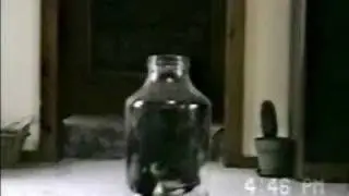 Cat into bottle