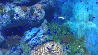 Massive tank with a billion blue damsels!