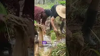 How to transplant rice seedlings (easy steps). #agriculture #shorts #farmer #farming #explore #agro