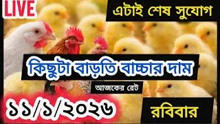 Today's Broiler and Golden Chicken Chick Rate | Chick Price Today Bangladesh