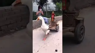 duck cart #funTamil🥰🥰👍#video