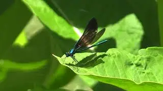 Ebony Jewelwing Damselfly