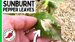 Sunburnt Pepper Leaves - How to Prevent It - Pepper Geek
