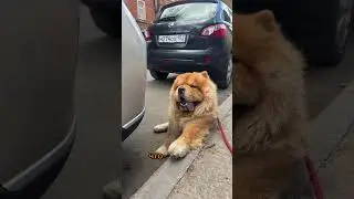 Наближается осень 🍂🍁#puppy #chow #chowchow #dog #doglife #чау #чаучау #собаки #собачьяжизнь #щенок