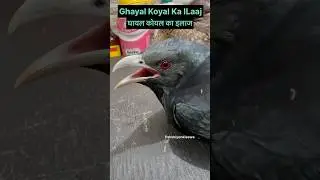 Ghayal Koyal Ka ILaaj 🐦&zwj;⬛🙏😲||#treatmentofinjuredcuckoo #cuckootreatment