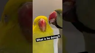 He let the intrusive thoughts win😆👅 #talkingbird #talkingparrot #couplegoals #funnyanimals #couple