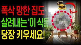 부자들이 몰래 키우는 '이 식물' 당장 키우세요! 미친듯 돈을 불러옵니다 I 식물풍수ㅣ부자되는법ㅣ풍수 I 풍수인테리어 I 풍수소품 I 풍수아이템 I 재물운 I 재물복 I 대운