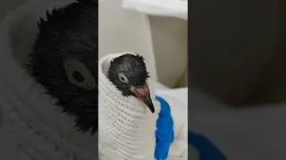 Голубь