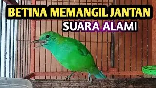CUCAK RANTING BETINA ASLI MEMANGGIL JANTAN