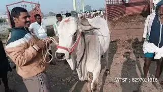 ఇంక పళ్ళు వేయ లేదు రాటు ఎంతో చూడండి
