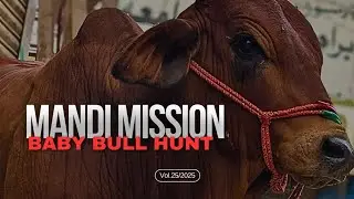 Janwar Le lia, Bull selection moment 🐂  || Abdullah Khan