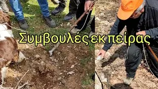 Fungi Hellas & ΒΑΪΝΑΣ ΚΩΣΤΑΣ. Κυνήγι τρούφας 27/03/2022 (μέρος 2).