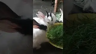 #rabbit #cute #bunny #pets #animals #youtube #viralvideo #highlights #youtubeshorts