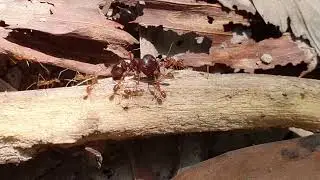 What happens when black ants and red ants find the same prey?