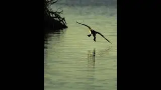 Video by Ren&eacute; Richard photo nature