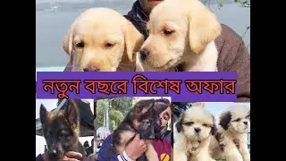 NEW YEAR OFFER SERAMPORE PET MARKET /dog market in kolkata | Dog Price | Serampore Pet Market