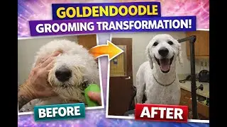 Goldendoodle Gets Shaved NAKED 😳 | Satisfying Full Groom POV #asmr #petcare #grooming #satisfying