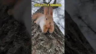 Cute squirrel #SquirrelLovers #Shorts #CuteSquirrel #Squirrel