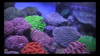 Real Reefs Large Polyp Stony Corals 29/1/09