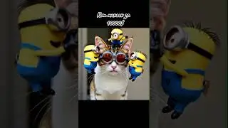 Коты миньоны за $