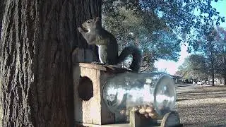 Ореховая вечеринка! 🥜🐿️ Белки захватили съемку с камеры наблюдения за кормушкой дяди Данкла.