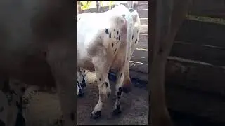 Adding more Freshian cows in the farm.