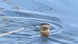 otters - arcata marsh