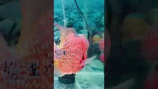 Red flowerhorn | kamfa