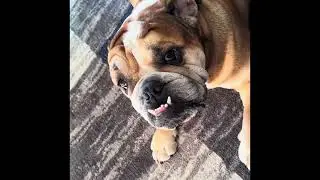 Duke is feeling chatty.#bulldog#redondobeach #englishbulldog#pets#love#manhattanbeach #hermosabeach