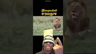 Not fazed!🦁💪🏿🫅🏿 #thedocisinthebuilding#reactdayshow#goofydoc#lion#animals#duet