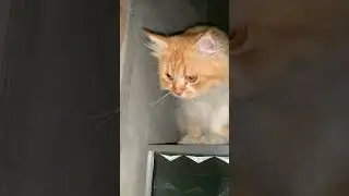 Hobi Sopo manjat #cat #kitten #kucingviral #kucing #cute