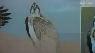 Create feathers in pastels with Ivan Jones
