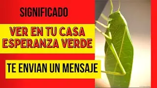 SIGNIFICADO ESPIRITUAL DE ver una esperanza en tu casa #significadoespiritual  #ConexionMay