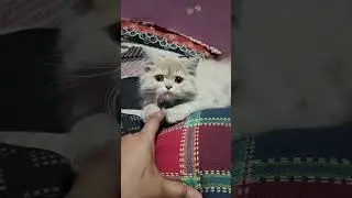 #leo #cat #animallovers #viralvideo #catlovers #kitten #mimi #trending #youtubeshorts #persian #cute
