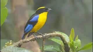 Blue-winged Mountain Tanager in Colombia