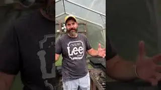 Lavender Field | Journey From Seed to Greenhouse | Mistakes & Tips You Need to Know