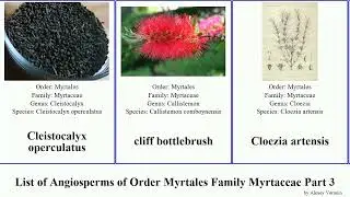 List of Angiosperms of Order Myrtales Family Myrtaceae Part 3 corymbia calytrix campomanesia bell