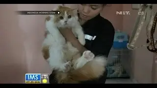 Hotel Khusus Kucing di Palembang