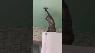 cat get electric shock 😲