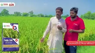 Hybrid Rice Seed | Tara-786 | Tara Group | Tara Seeds | Market Leader  | Farmer Choice | Rice Seed