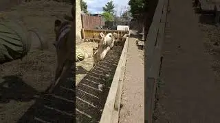 Lurcher Jumping #farmlife#rescue #lurcher #dogs #sanctuary #love #jumpingsong #rescuedog #rescue