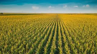 Corn sweat: How fields can raise humidity