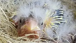 Quando a canária belga sai do ninho e deixa apenas os filhotes oque fazer ?