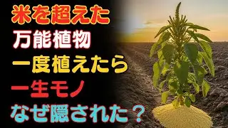米を超えた驚異の植物。植え替え不要で年中収穫、水もほとんどいらない。